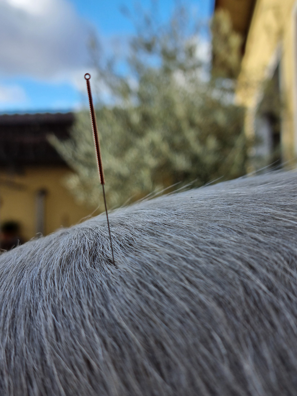 Carina Santjer – Pferdeosteopathie & Pferdephysiotherapie - Triggerpunkte: Stresspunktmassage & Dry Needling